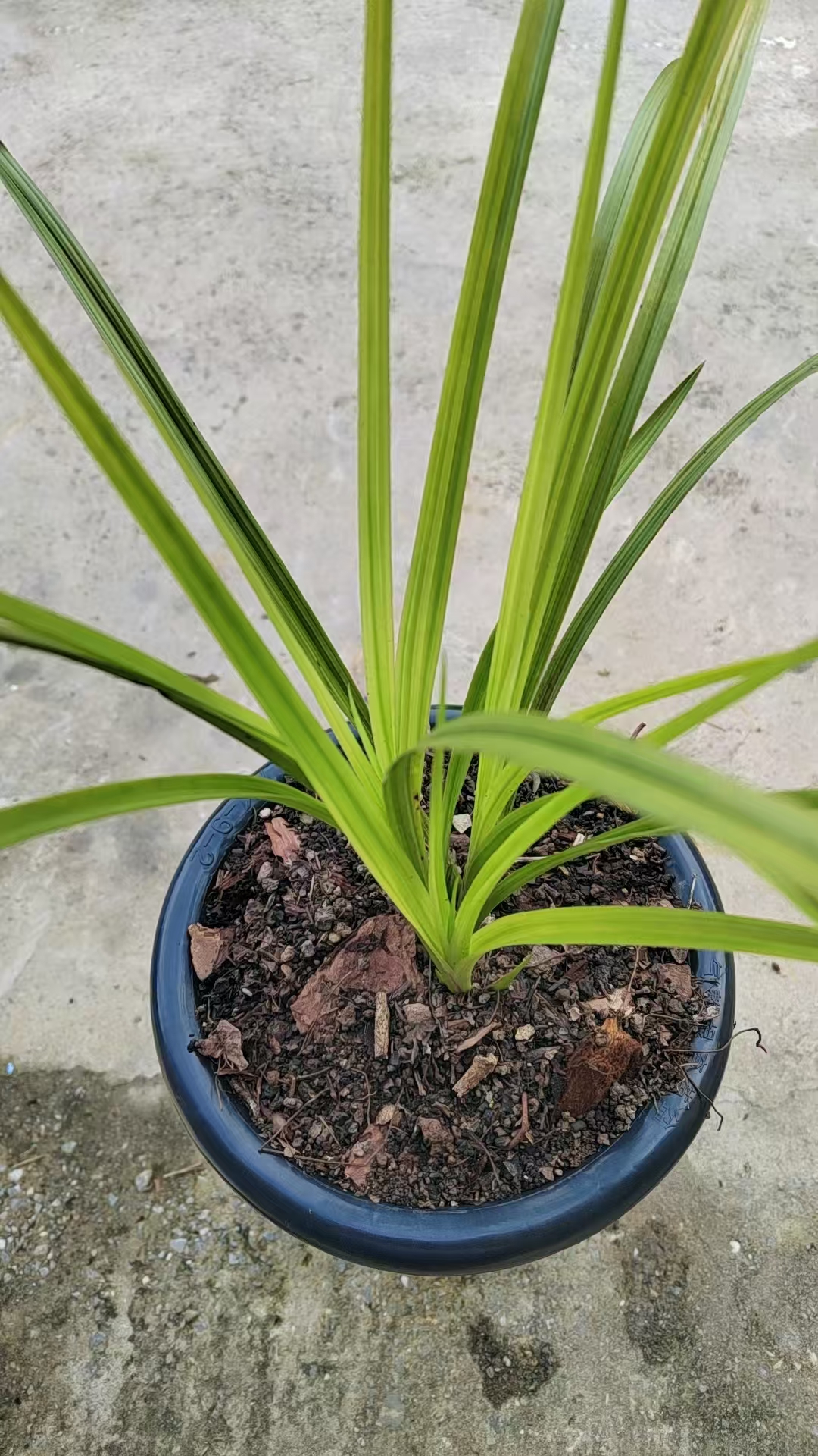 精品兰花花卉绿植绿兰