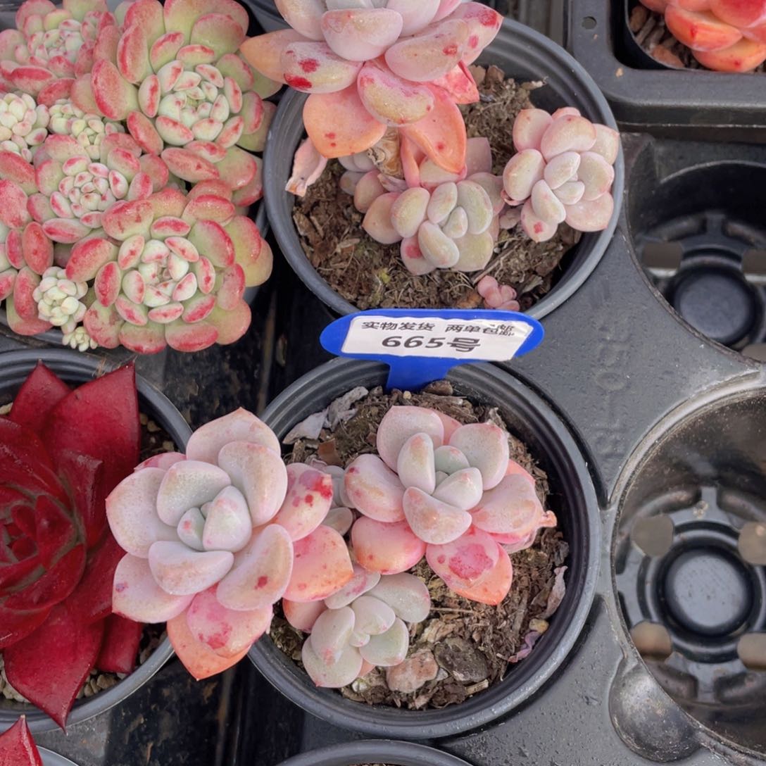 665号白鹭花斑鹭老桩群生一个