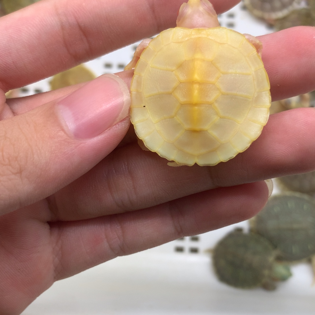 不分公母巴西彩龟