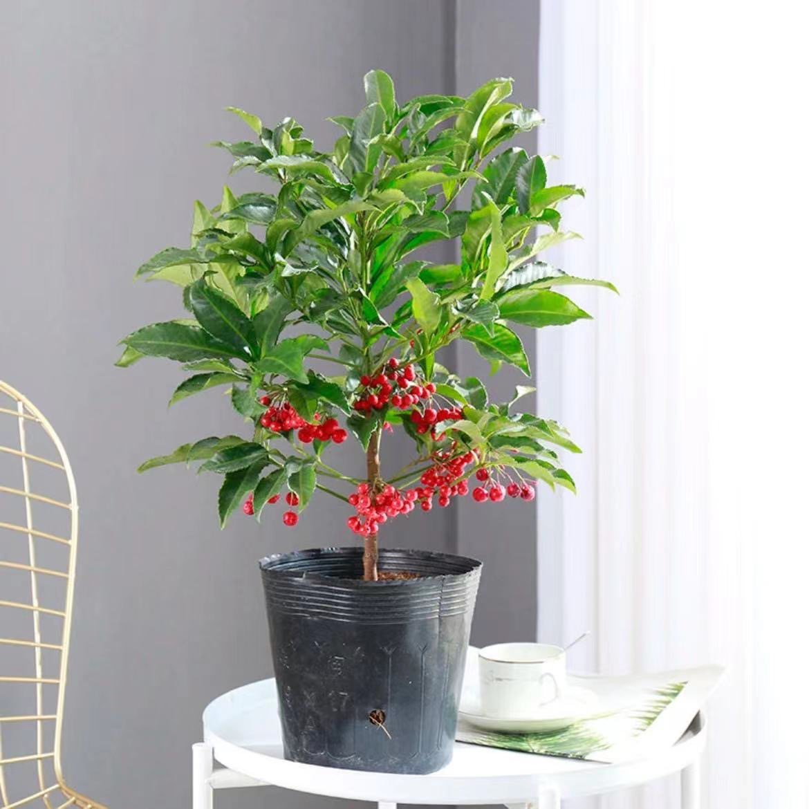 【只做精品】富贵籽盆栽苗朱砂根金玉满堂室内黄金万两好养盆景苗