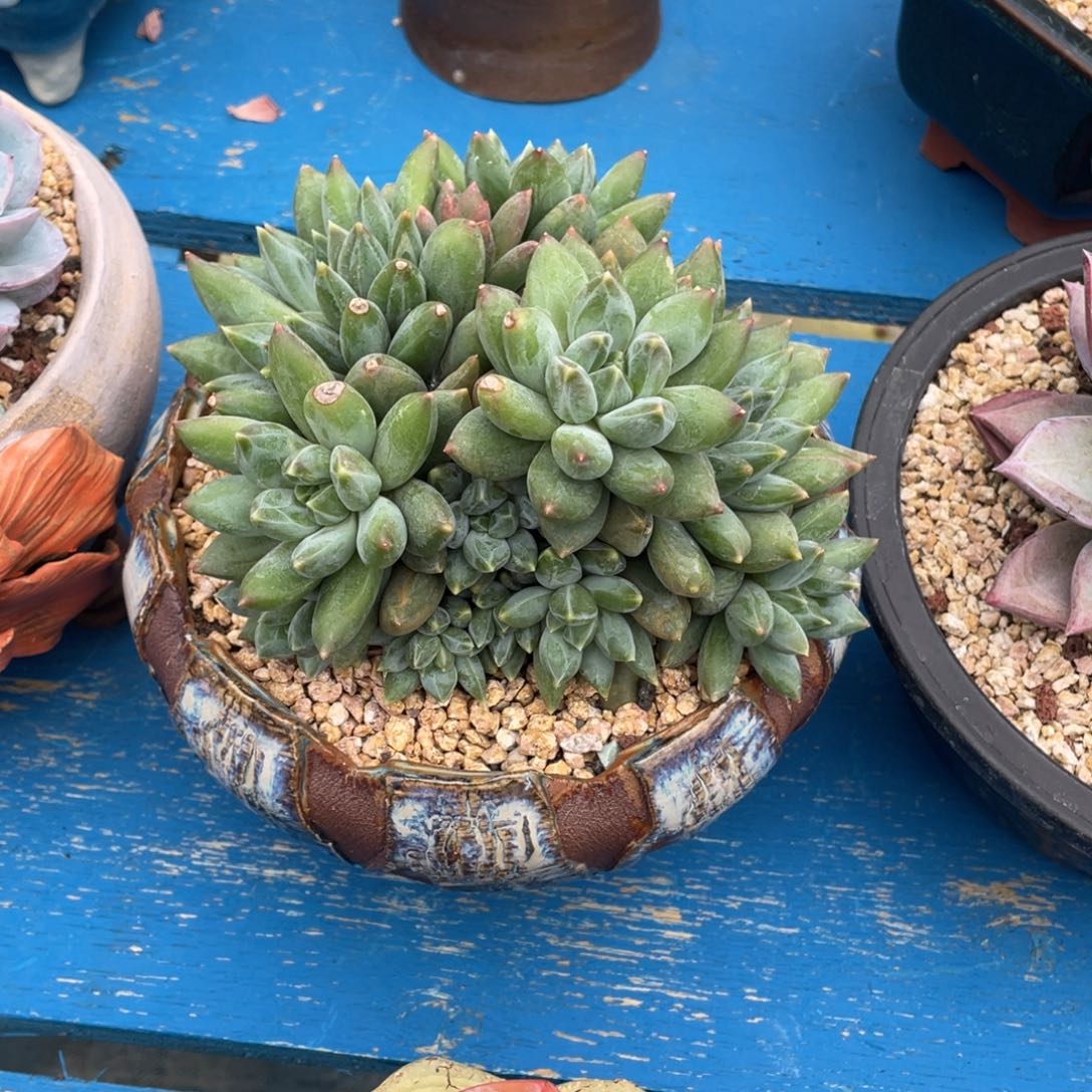 豆总多肉重楼群生