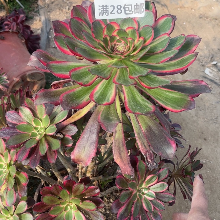 636三号棚丽娜多肉