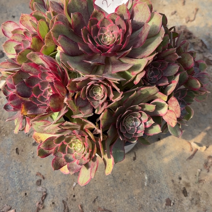 粉花妖多肉处理不包断头2754