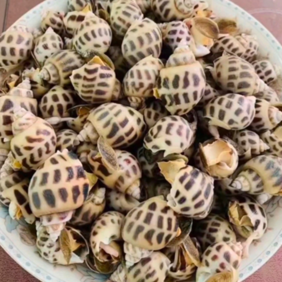 海南大花螺鲜活速冻花螺顺丰冷链