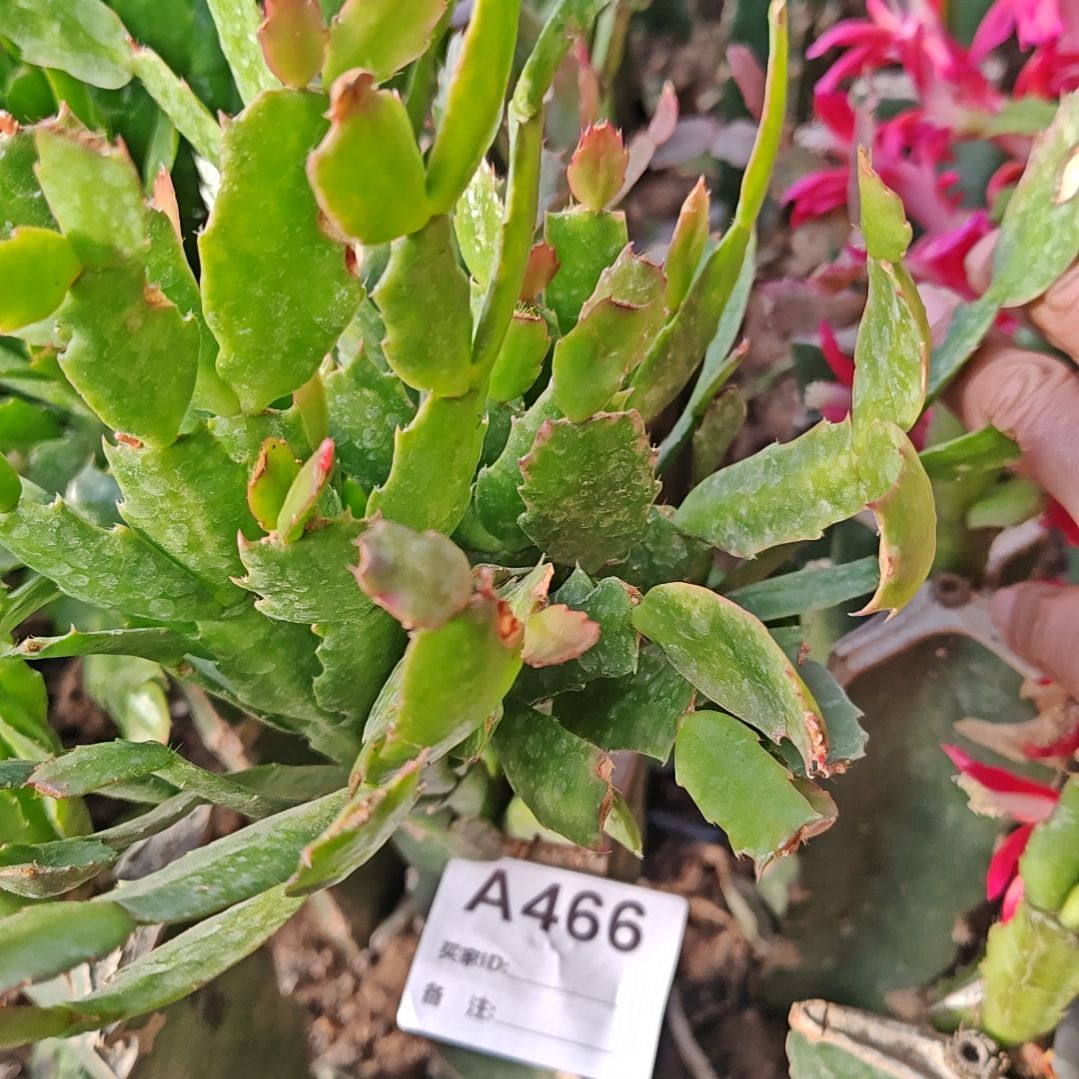 张***玥老红重瓣脱土脱盆易掉芽苞466