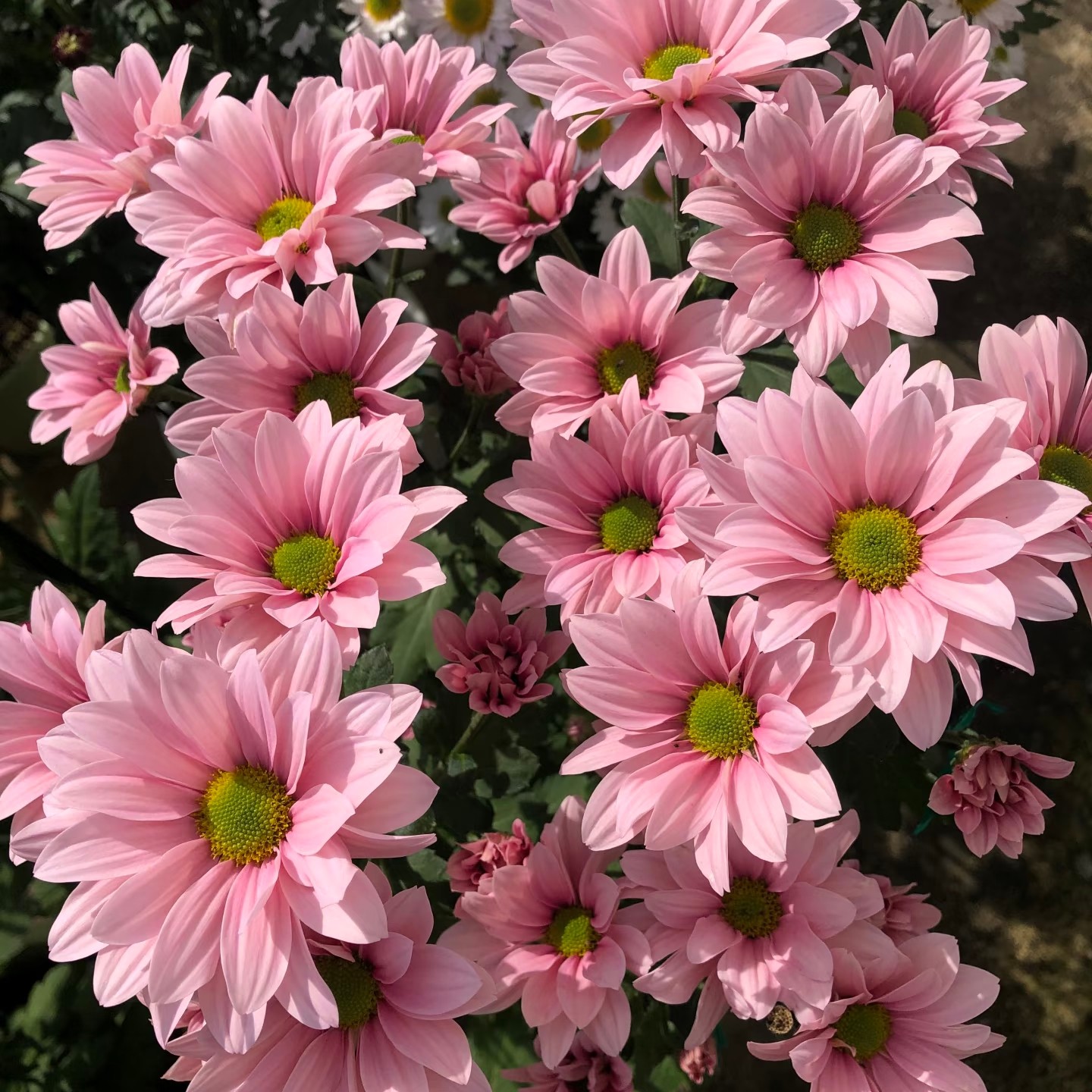 切花菊 芭比粉  盆栽 150规格（花期已过，新粉先看差评，慎拍）