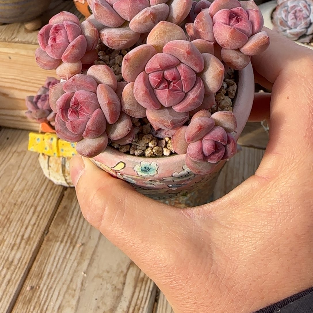 J***aJuc突尼斯发货多肉