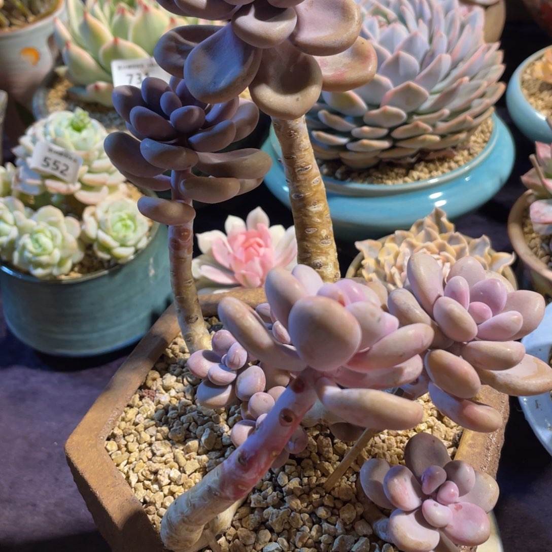 桃蛋群生多肉植物一物一拍