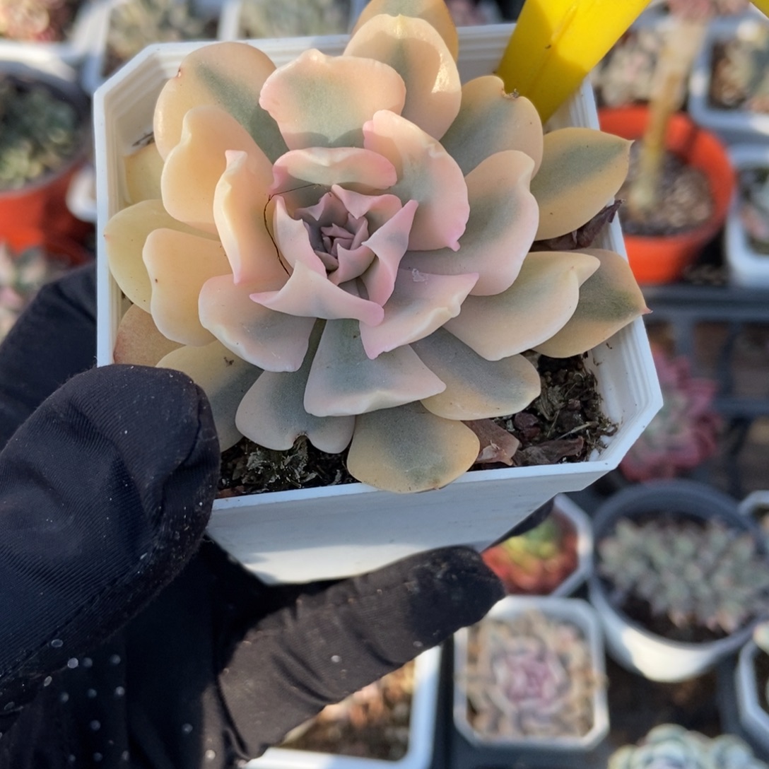 725利比亚锦多肉植物