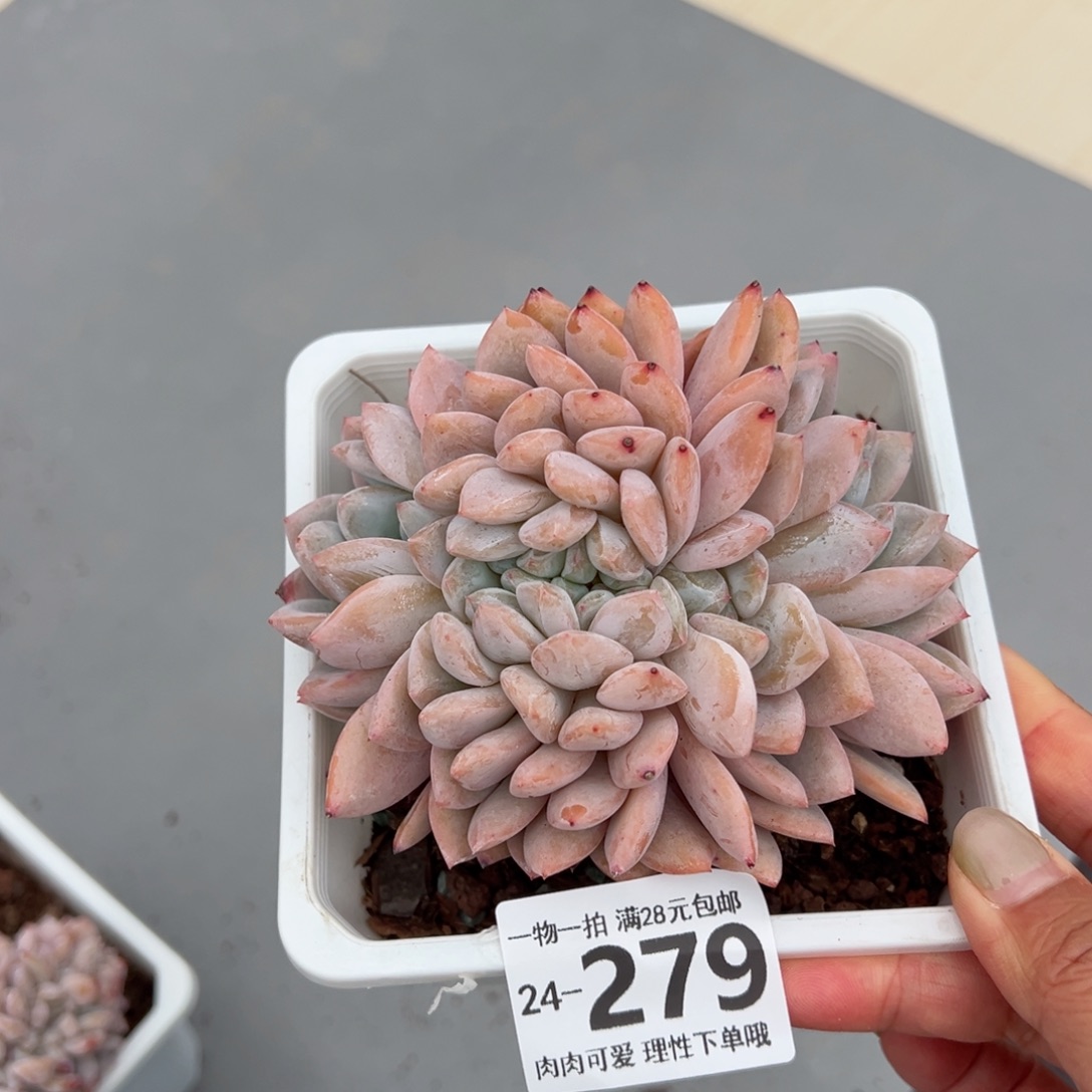 橙梦露缀多肉多肉多肉多肉