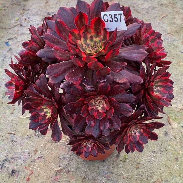 烟花多肉植物357