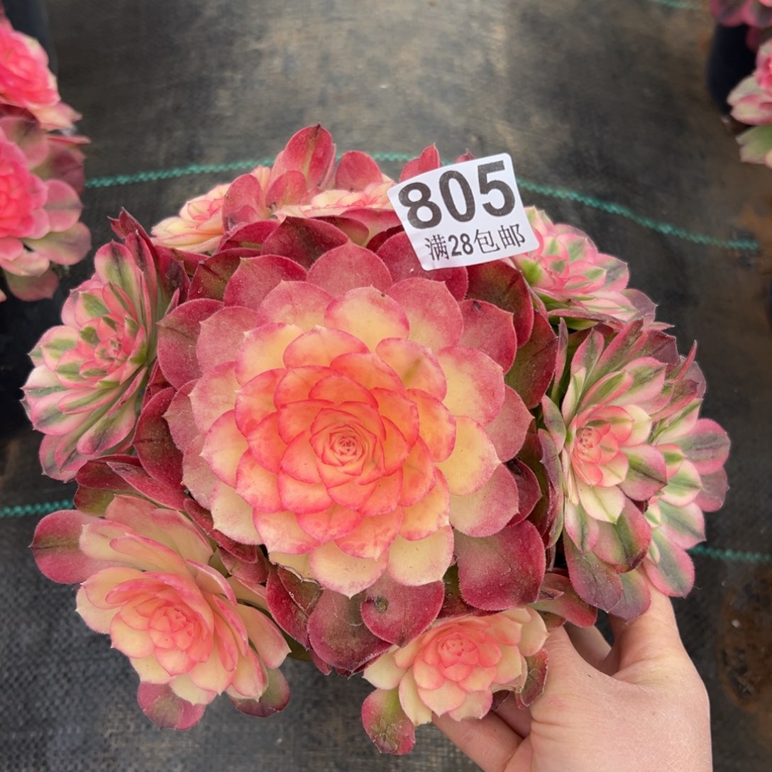 多肉植物805荔枝