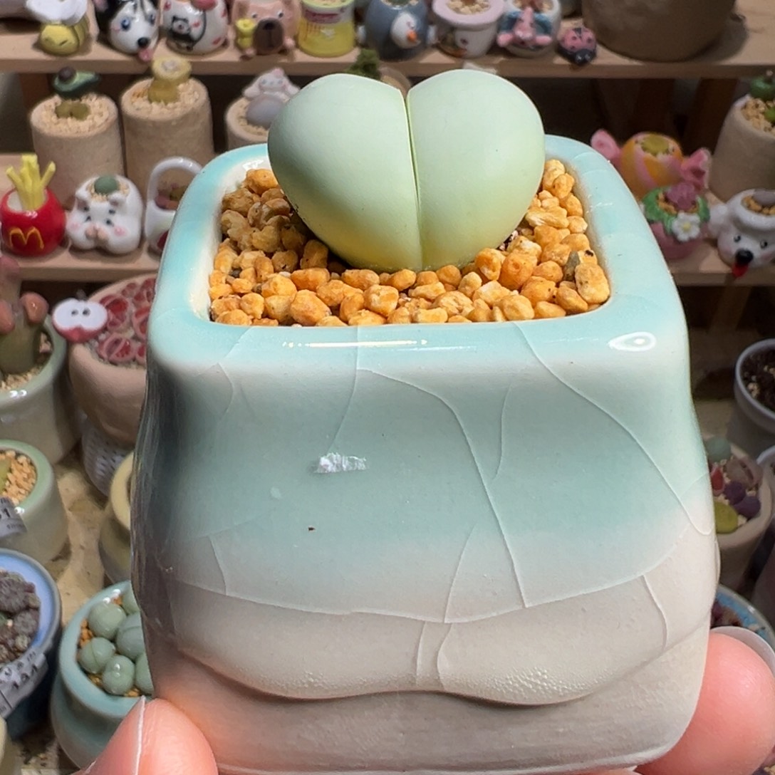 多肉植物21号爱心元宝