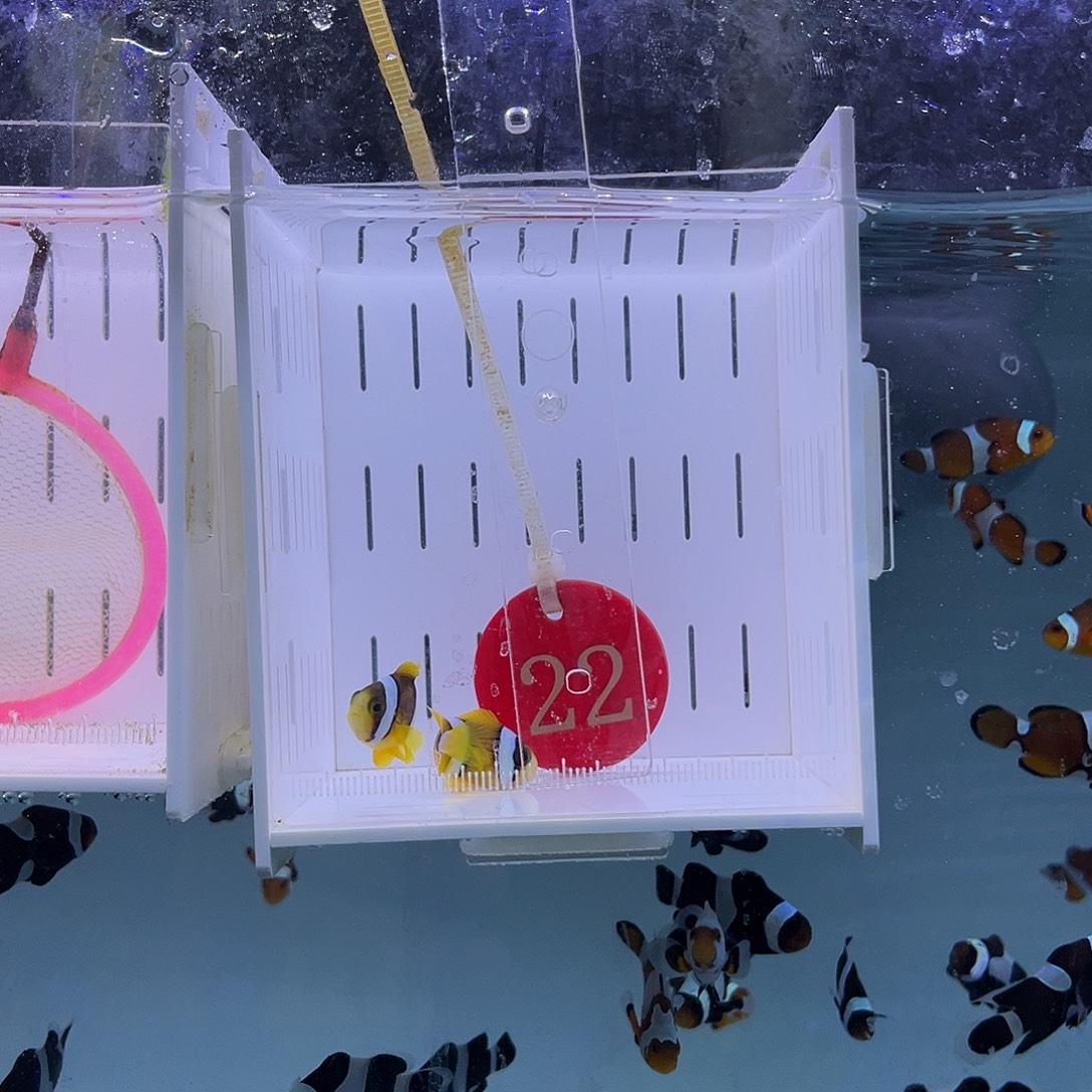 海水鱼人工金双待