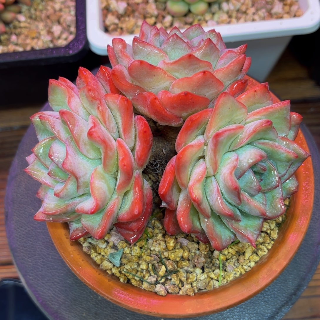 泡芙多肉植物群生hdfhn