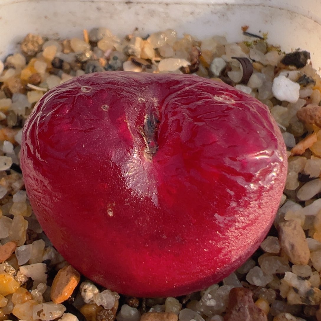 23多肉植物遍毛1430.48