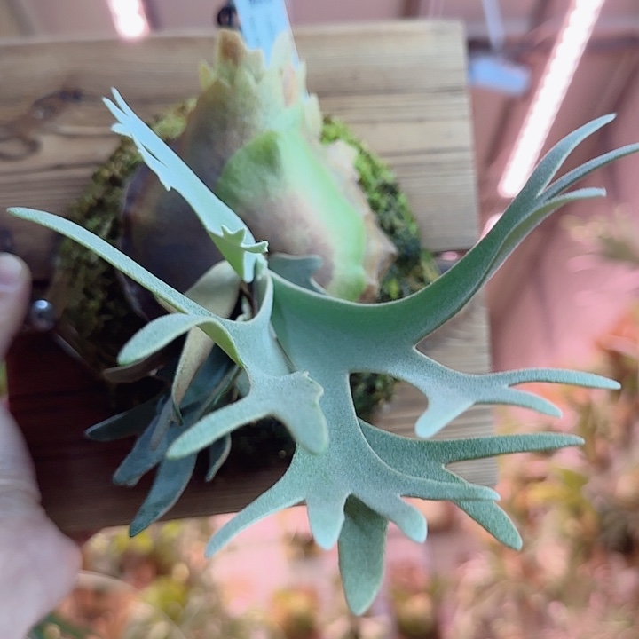 无花朵nano0001111