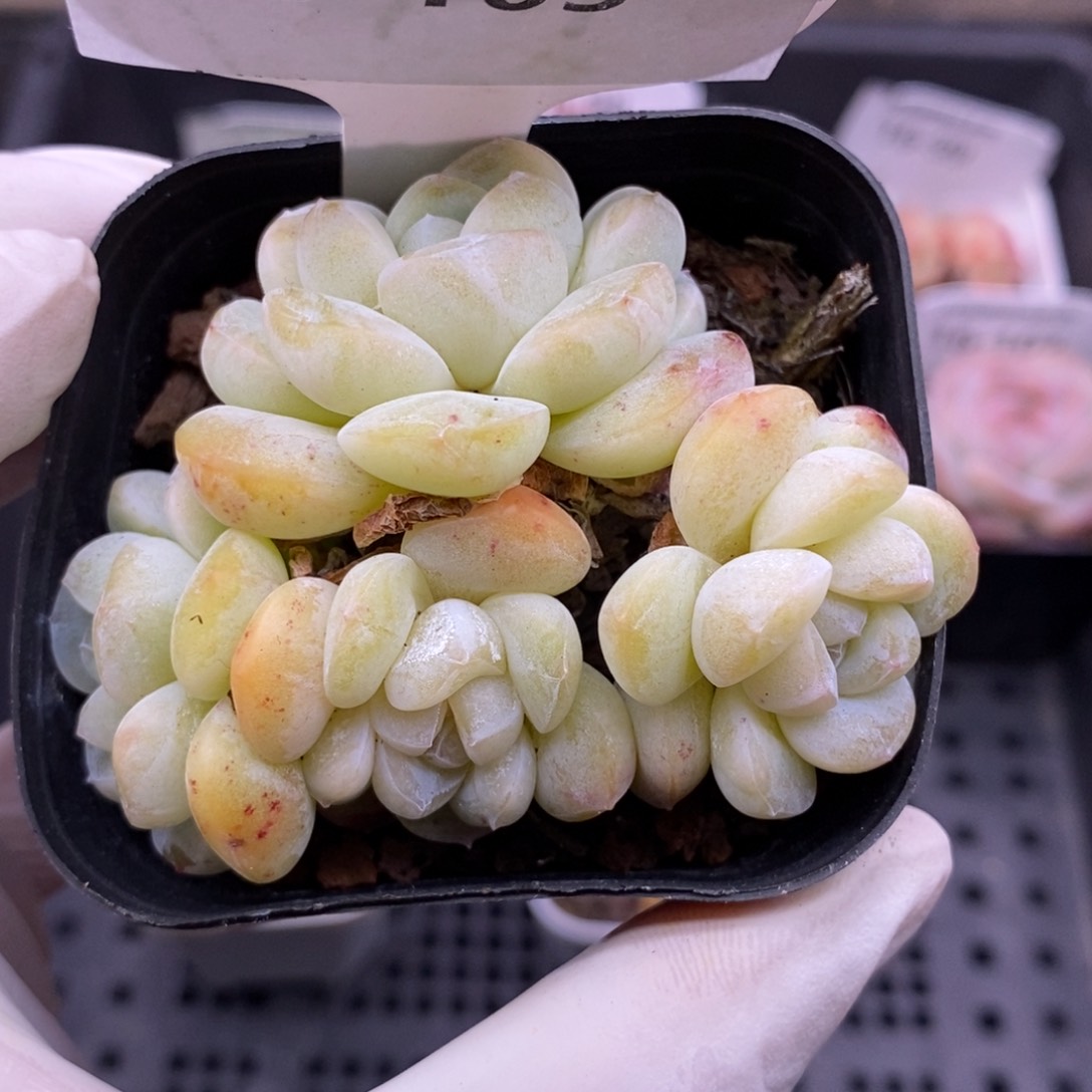 【闪购商品】16-105