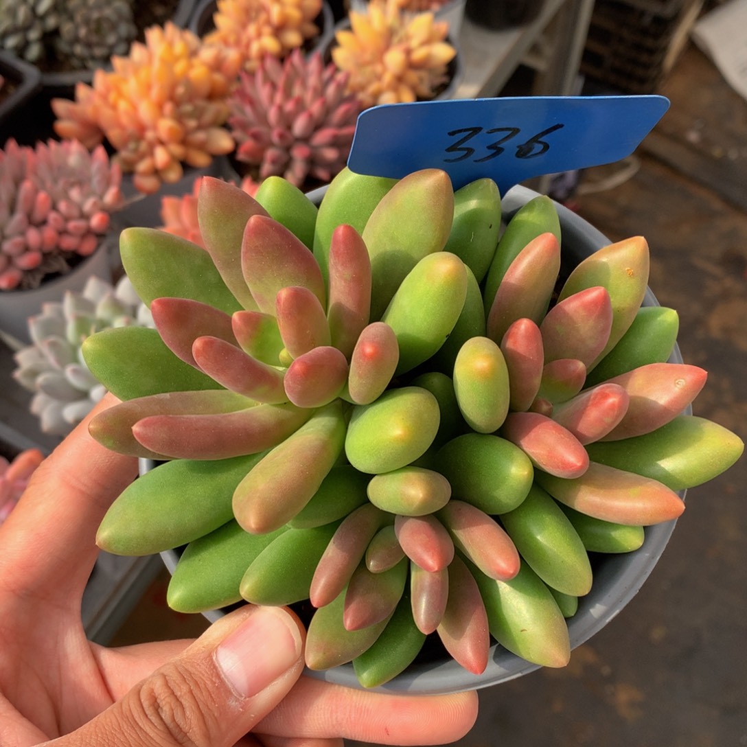 芒果奶7272727272772
