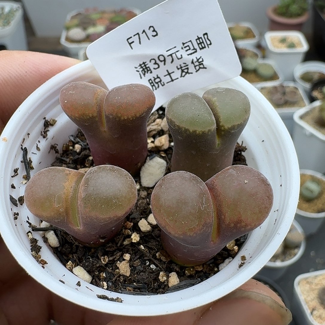 713多肉哈哈哈哈哈哈哈哈