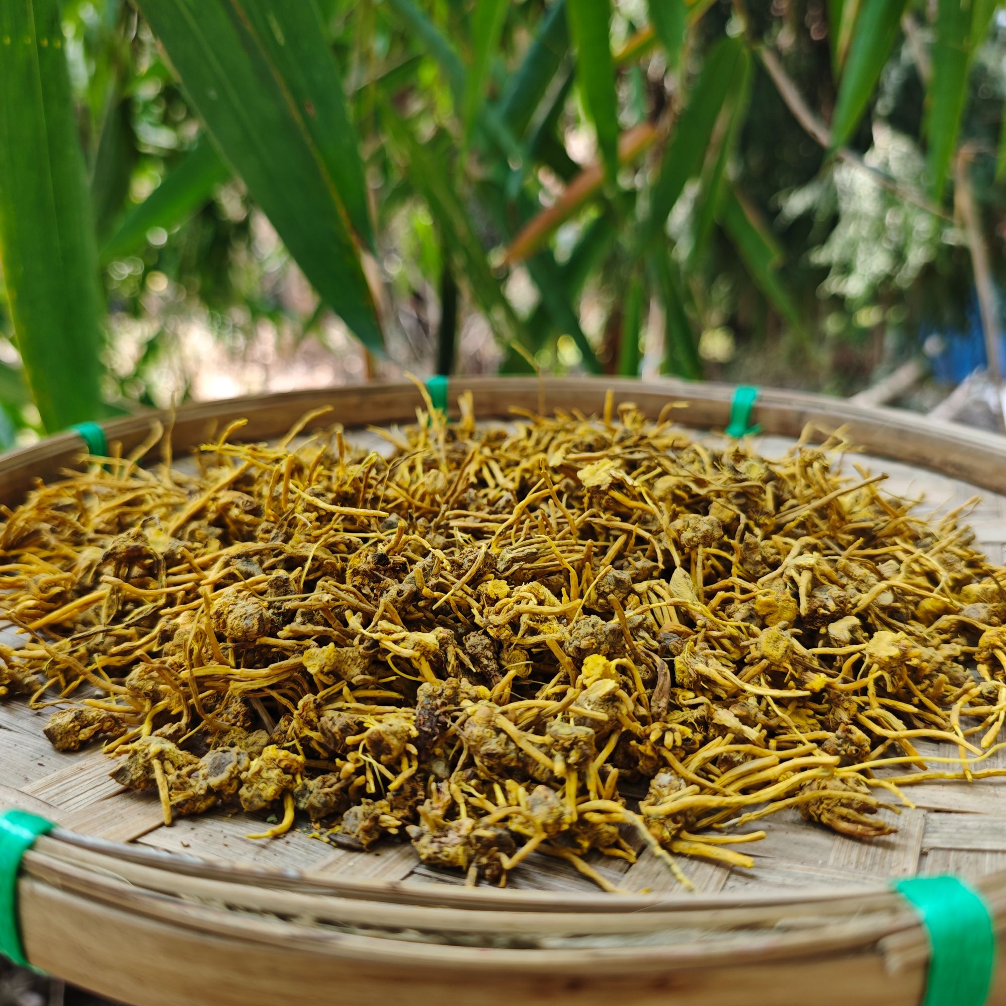 1【龙-须-石-斛】净含量：250-1000g【阿奎现收】