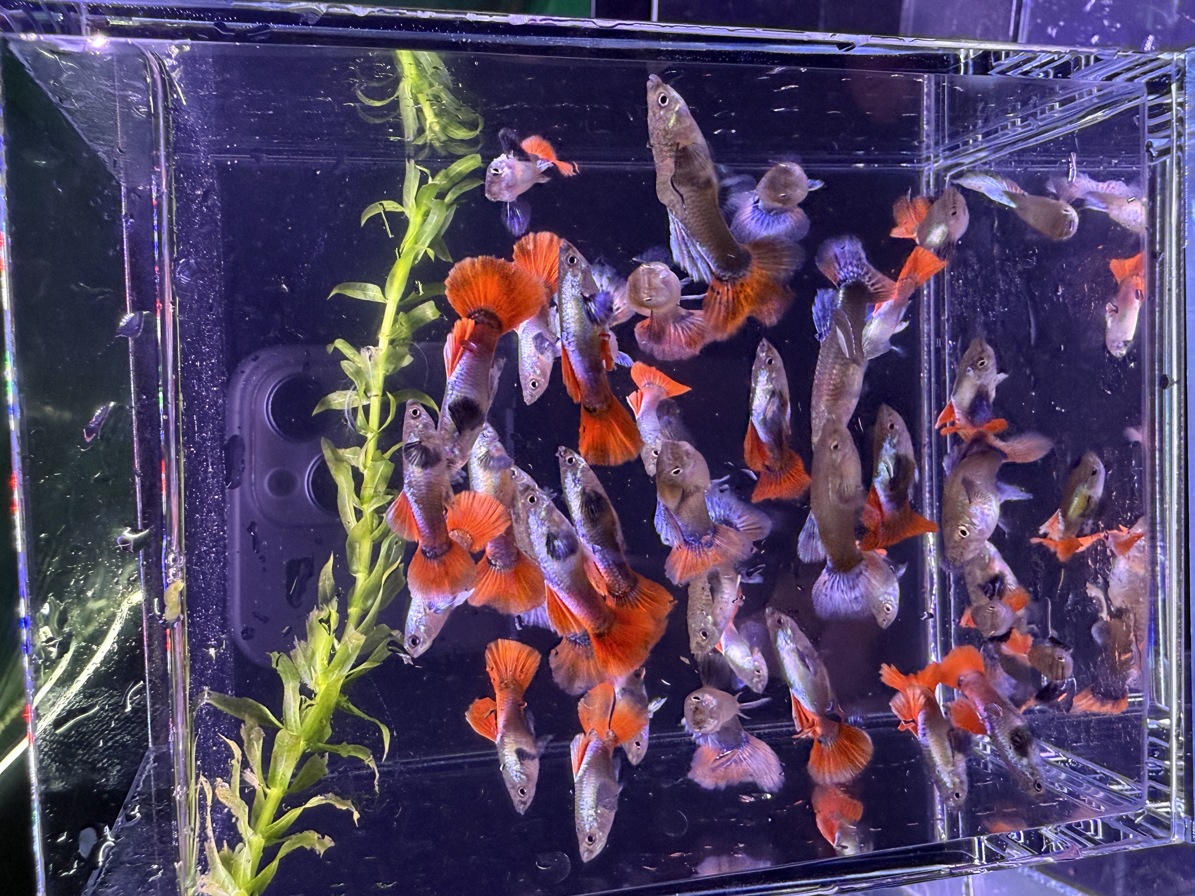 精品白金象耳孔雀鱼 压成鱼 小型热带观赏鱼 皮实耐活好养 繁殖高