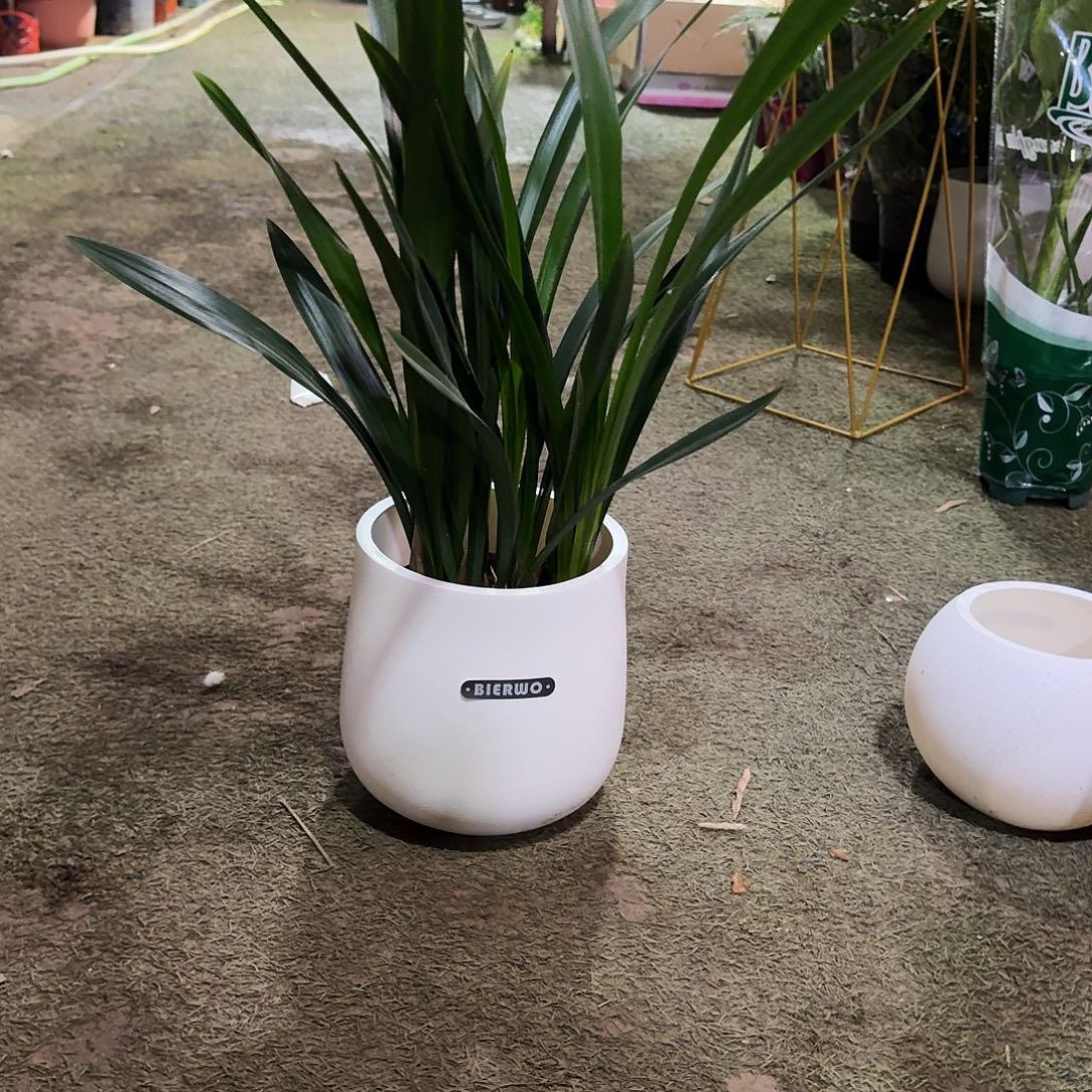 完全开放莫兰带花盆