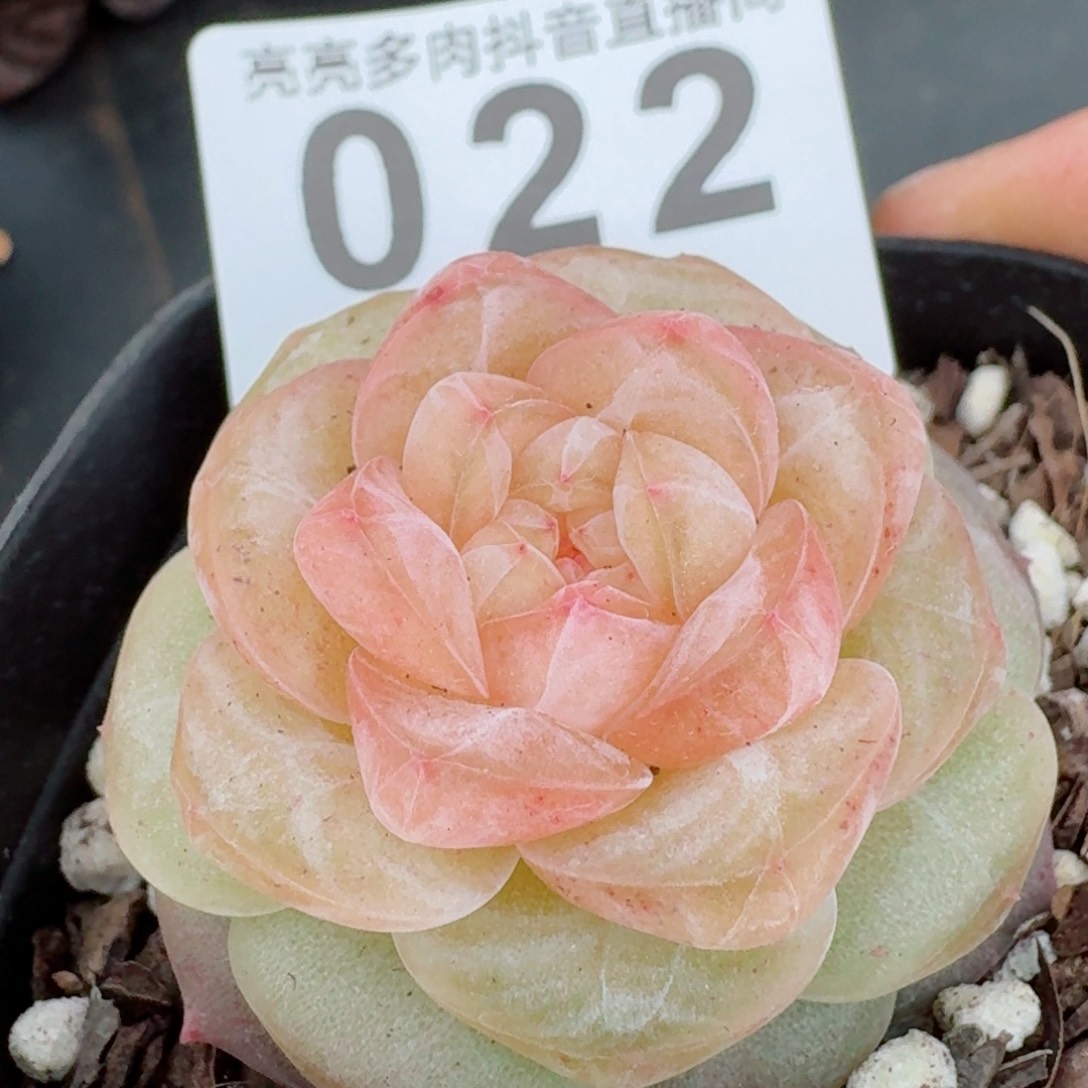 编号         精品多肉