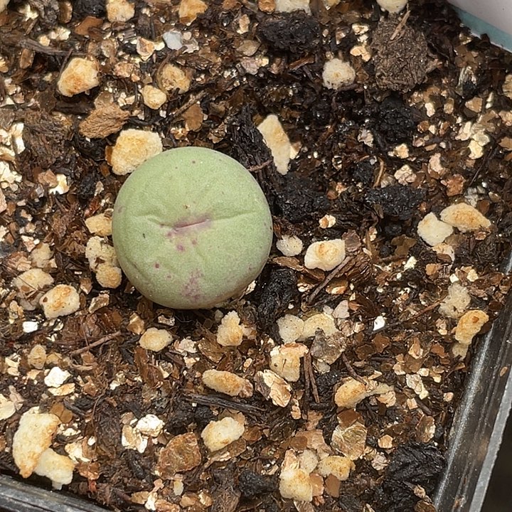 15-115嘴多肉植物