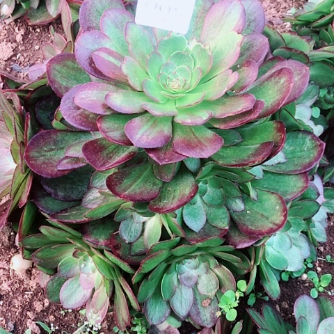 ?***～3.5-5万圣节多肉植物