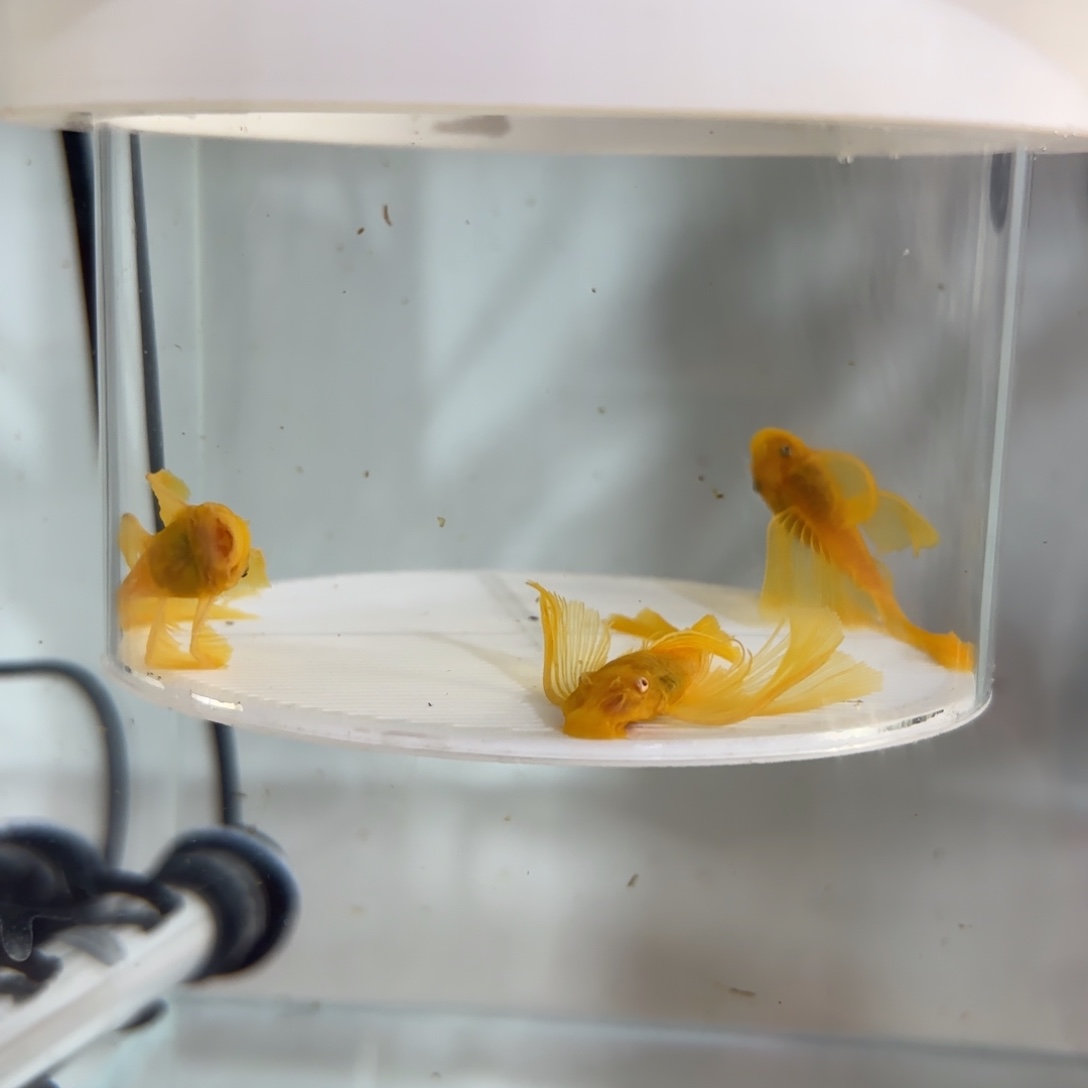 L***…清道夫鱼大帆7➕3条，中通