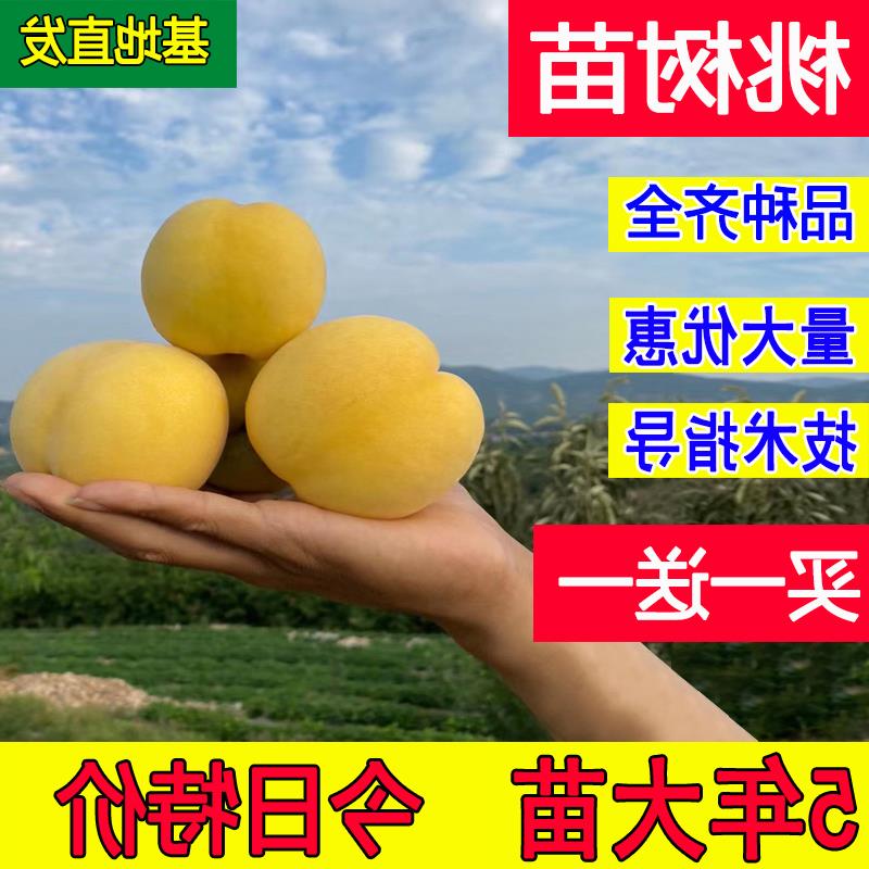 黄桃树苖早熟桃树果苗嫁接水蜜桃苗南方北方种植当年结果毛桃活苗