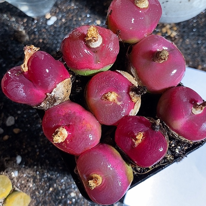 7359。       一组紫红蟠桃。 