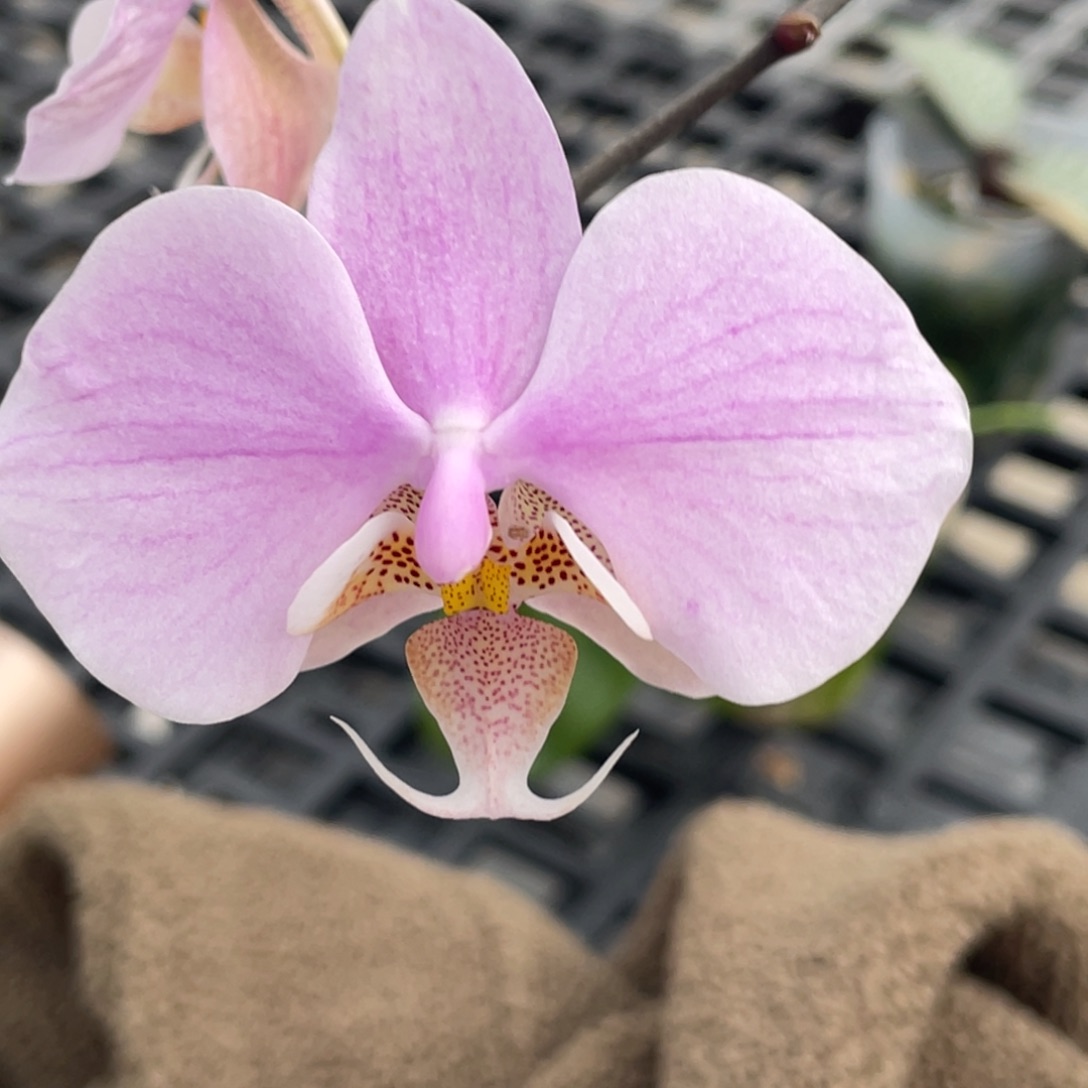 完全开放3寸康德交西交史