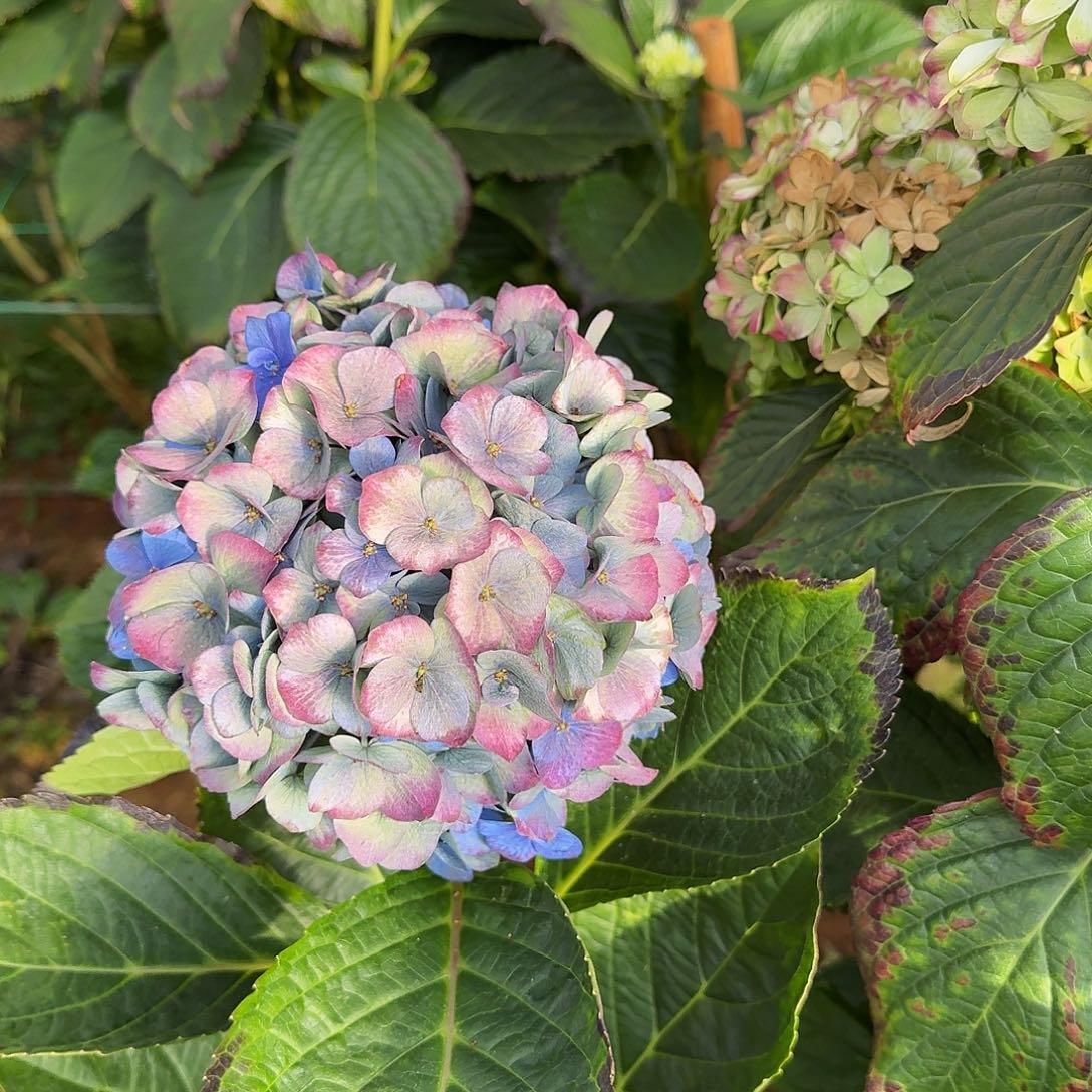 大部分花苞少量开放23