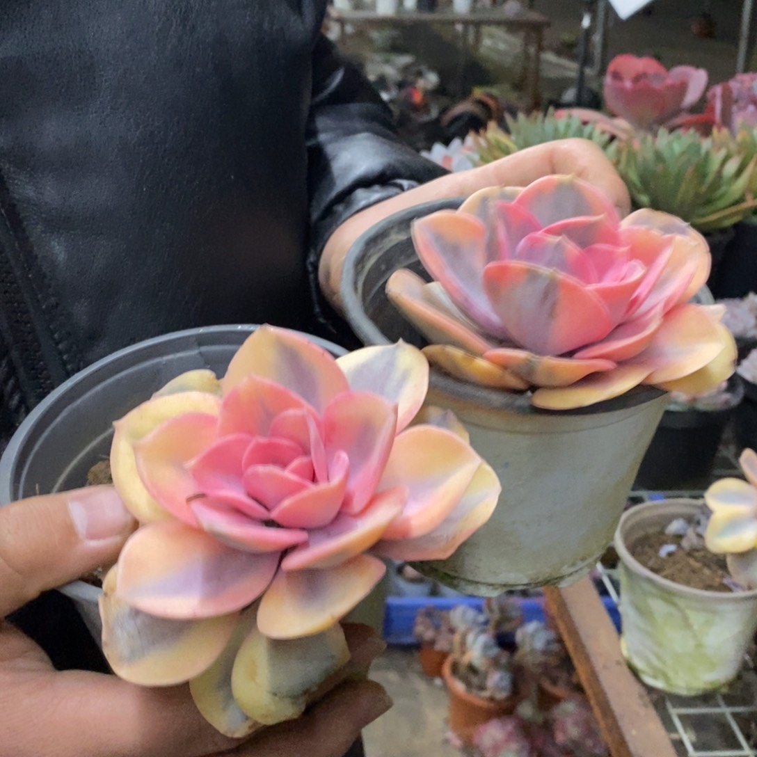 彩虹单头老桩两盆