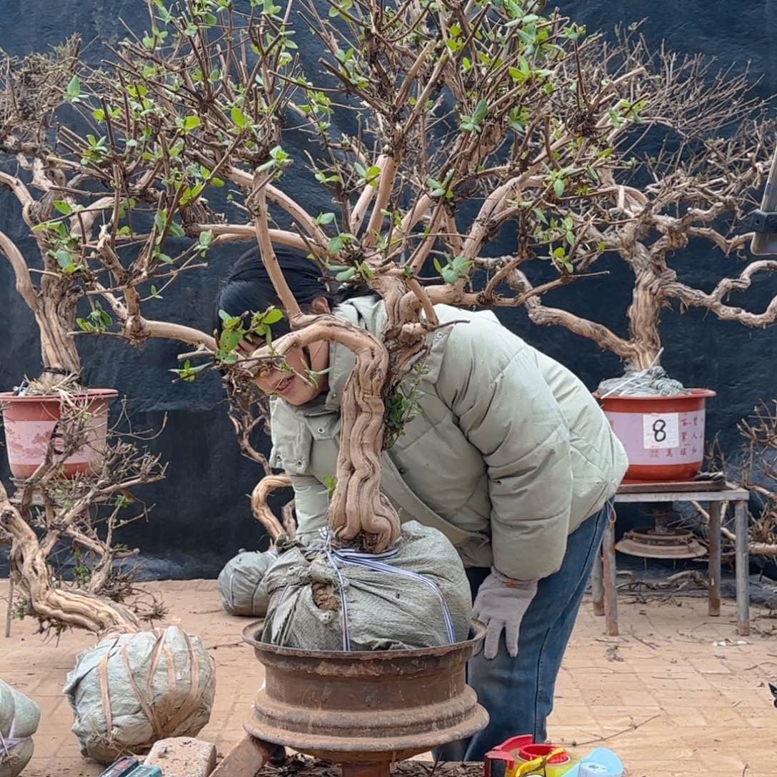 金银花金银花金银花