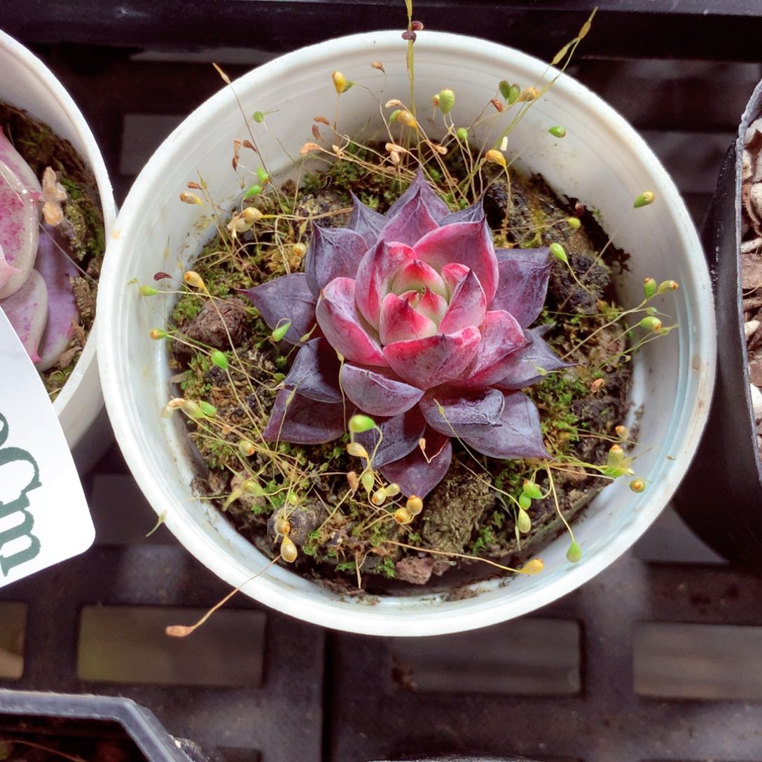 5厘米盆精控多肉700