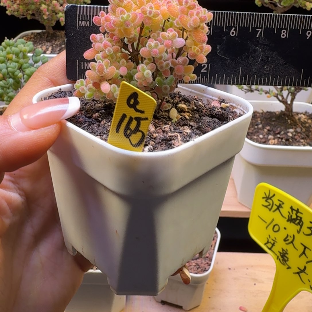 a165号橘子糖冠服5厘米左右