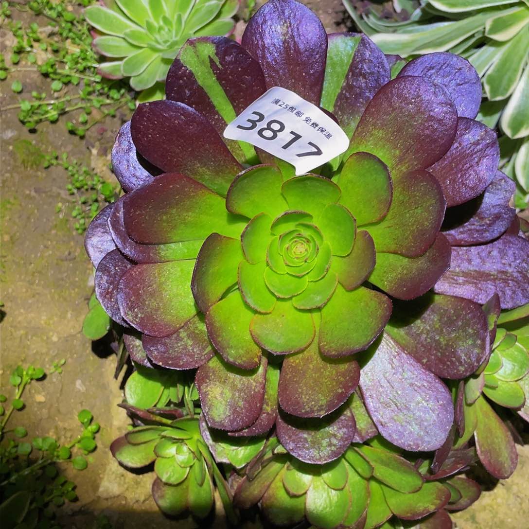 3817黑魔多肉植物