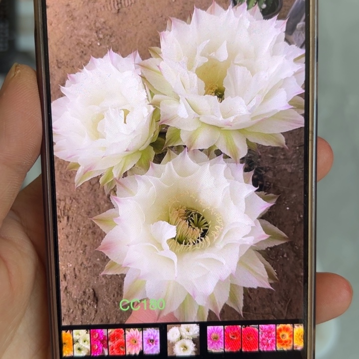 无花朵仙人球侧芽月光倾城