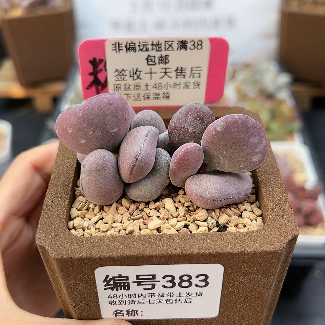 383球球紫蛋多肉