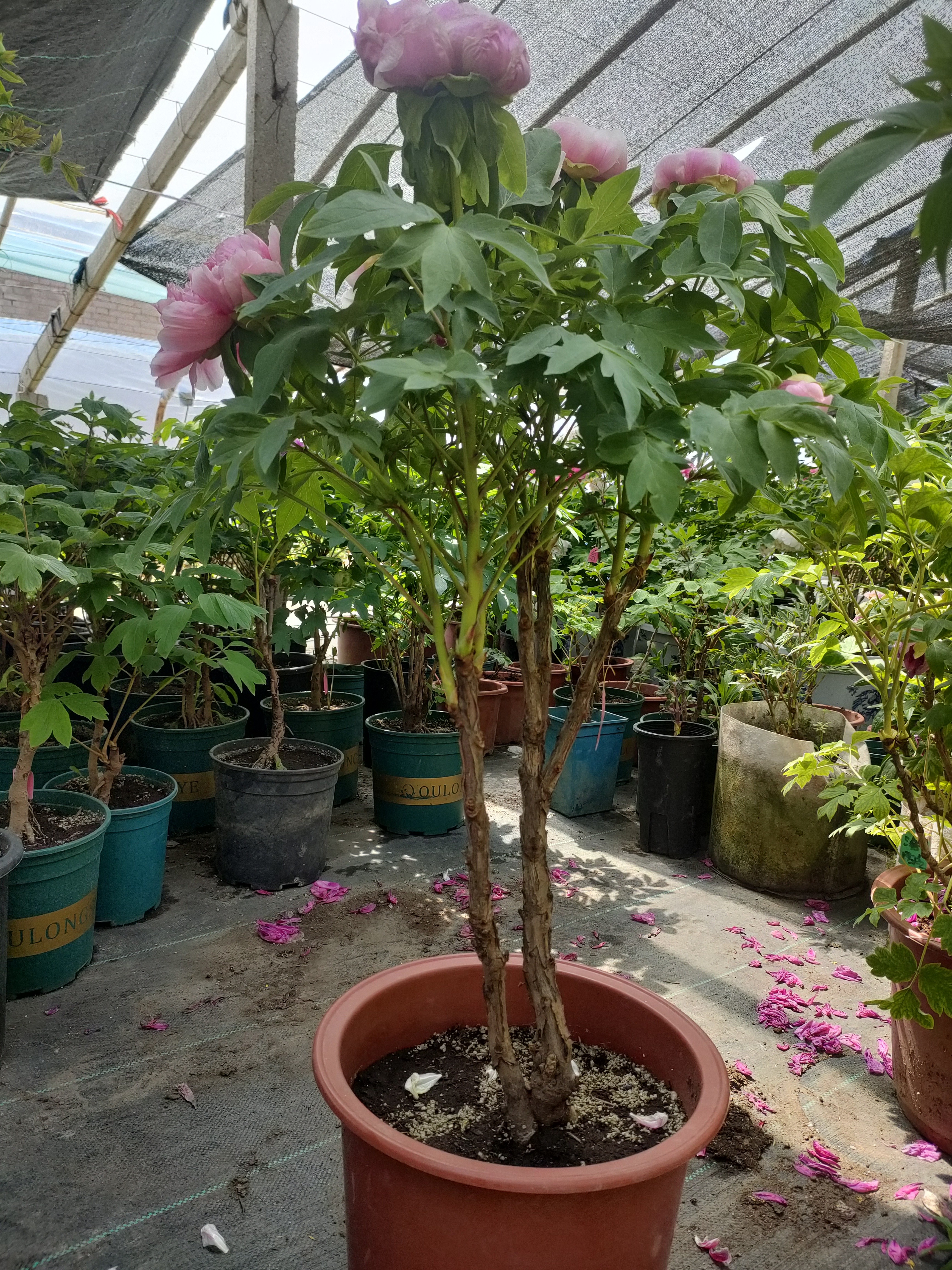 洛阳牡丹，老桩岛锦