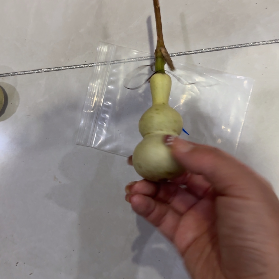 随***欲青皮不包成青皮不包成