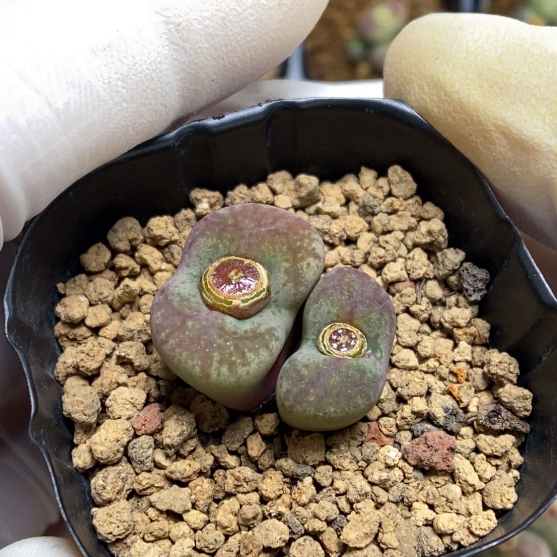 多肉植物肉锥杂交K-794