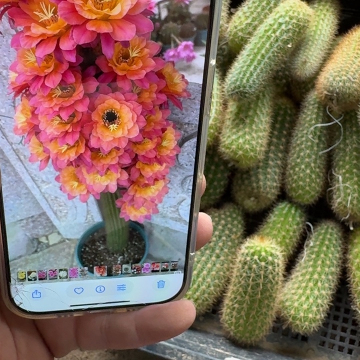 360金妞时光歪无根侧牙8公分左右一个，20包邮