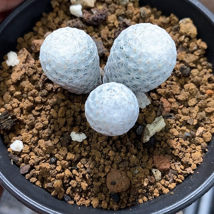 孤品实生日系白鸟三头仙人球福利