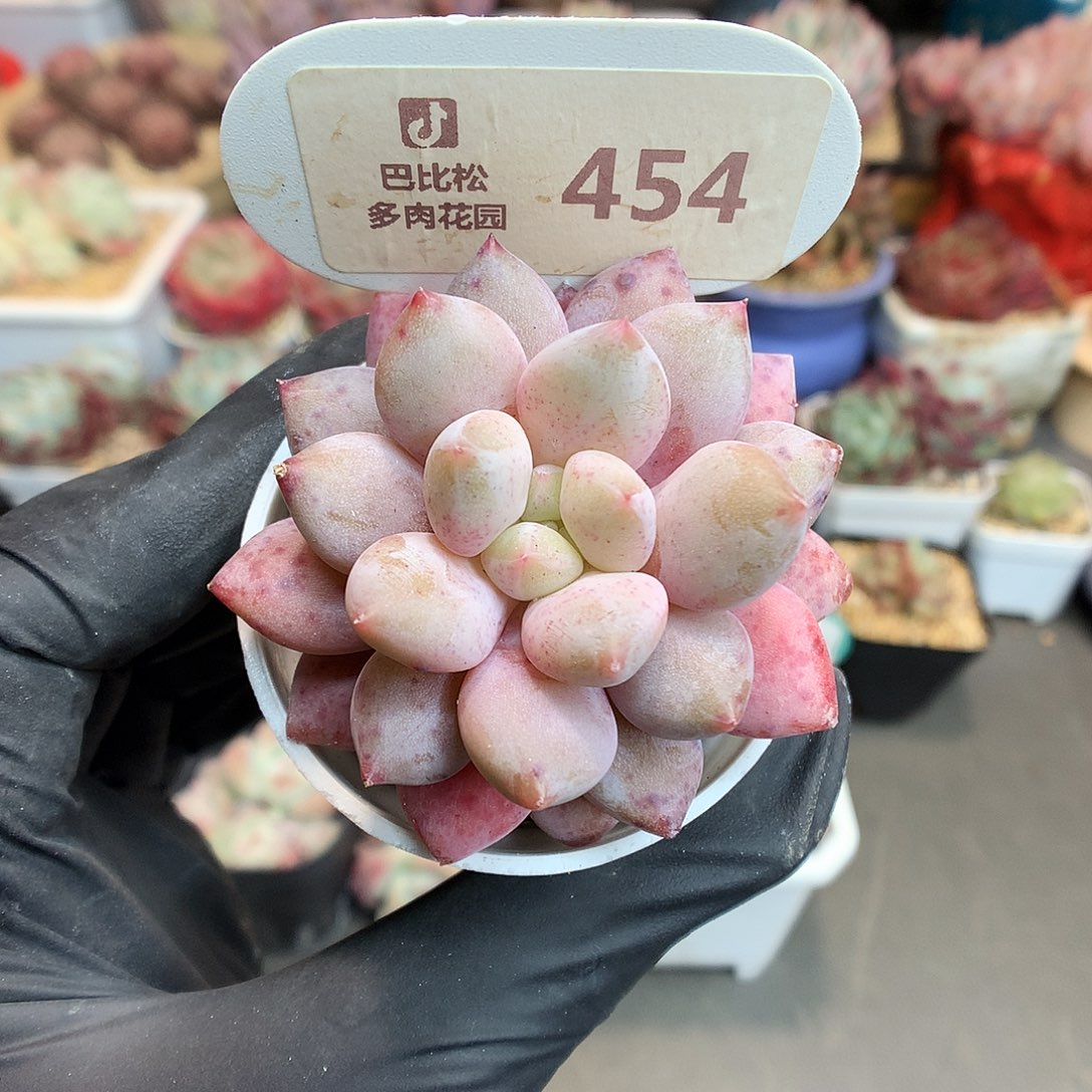 454 半夏多肉多肉