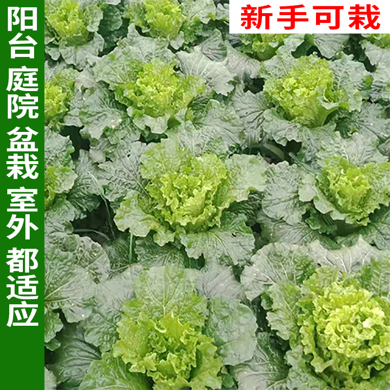 双青1号青白菜种 大青白菜种子耐热耐寒四季可种适合盆栽地栽