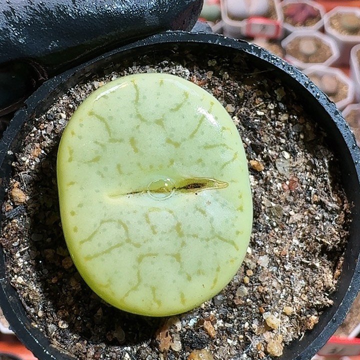 生石花111444。  255